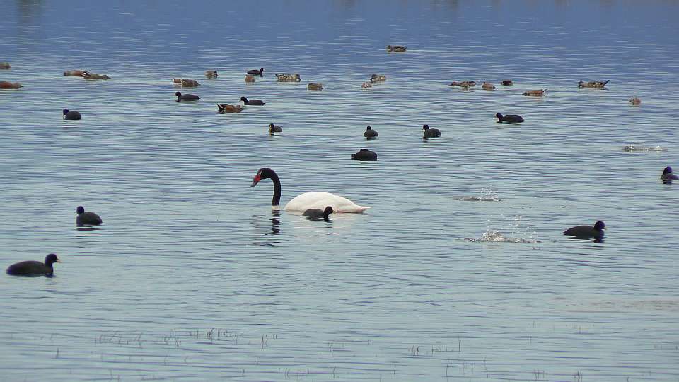 Laguna Nimez-3