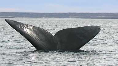 ballena_en_madryn